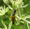 Rutpela maculata